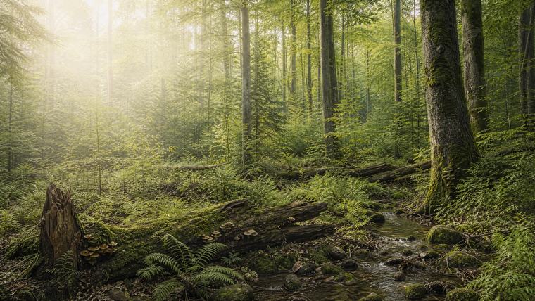 Near-natural mixed forest – the origin at the end of every supply chain.
