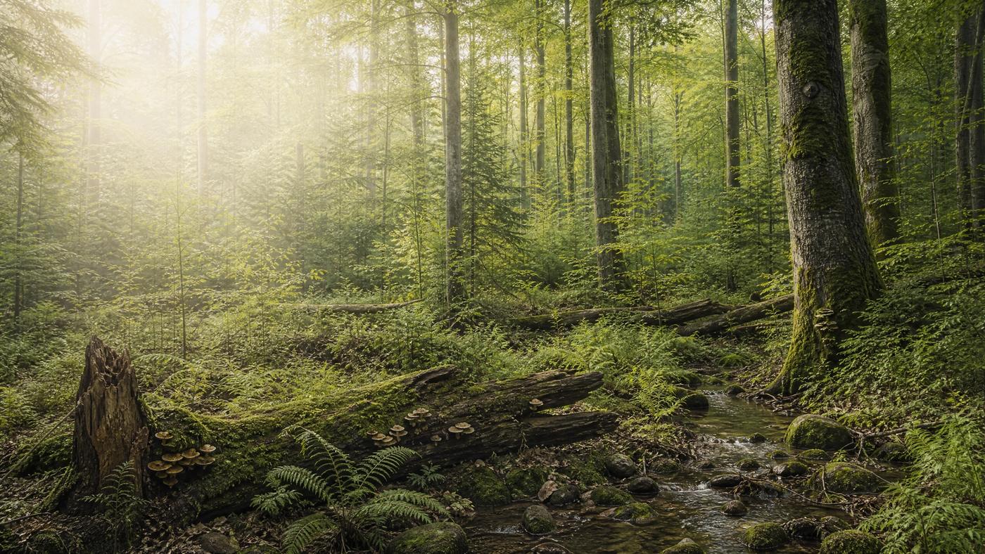 Near-natural mixed forest – the origin at the end of every supply chain.
